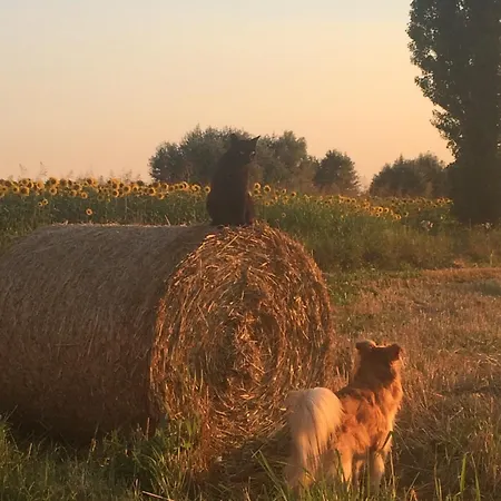 ファームステイ Corte San Giuliano *